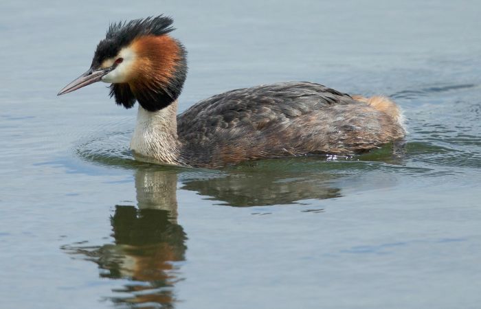Great crested grebe thames london river thames