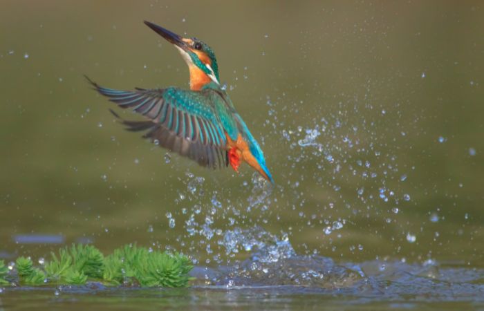 Kingfisher river thames thames london uk