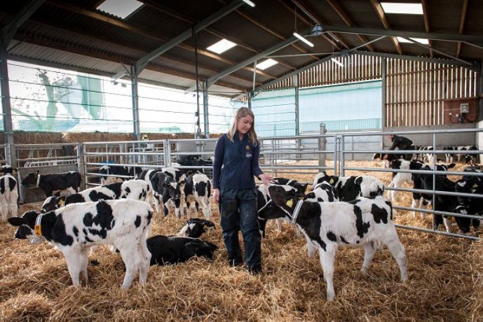 breeding cows at Cirencester Agricultural university