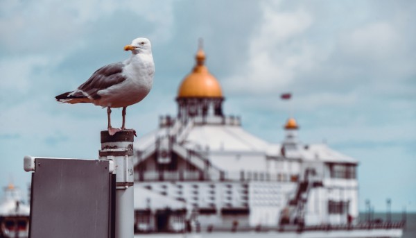 eastbourne pier in the background with a seagull in the front