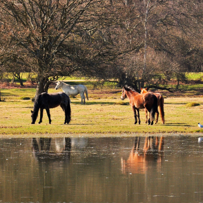 new forest ponies