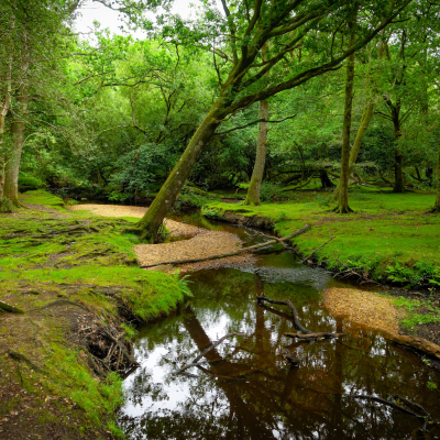 the new forest trees