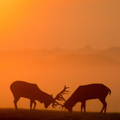 red deer rut