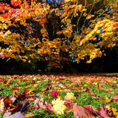 autumn in westonbirt arboretum