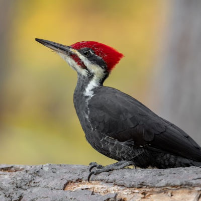 woodpecker